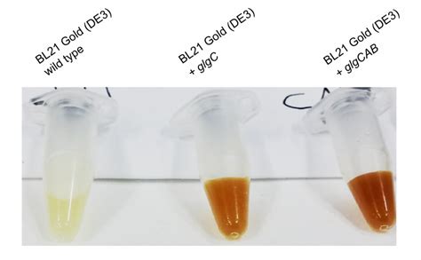 iodine test for glycogen